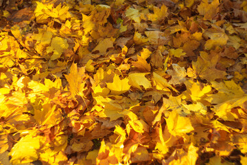 Naklejka na ściany i meble Yellow maple foliage laying on the ground. Autumn background with selective center focus