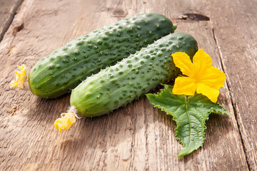 Two young green cucumbers and a flower