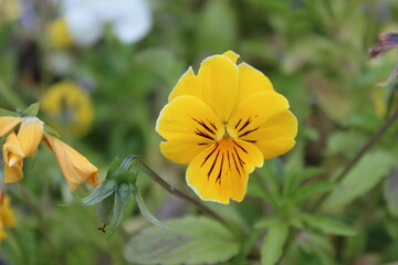 yellow flower in the garden