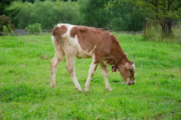 Naklejka na ściany i meble The calf grazes in the field. Red calf grass.