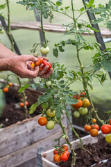 Harvesting cherry tomatoes in a greenhouse on a late afternoon