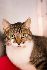 adult cat at the veterinary clinic