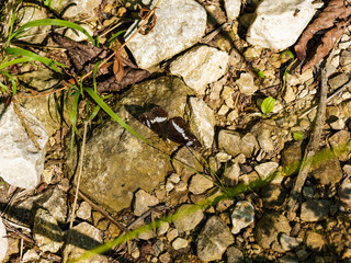 (Limenitis camilla) Le Petit sylvain posé au sol face dorsale, coloration contrastée entre fond noir, marron foncé et cellules ou ligne de taches blanches