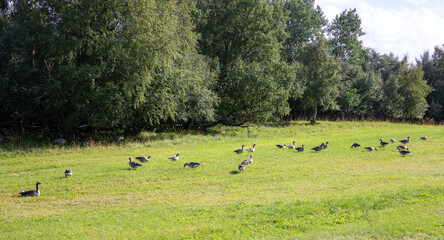 Graylag goose on green meadow