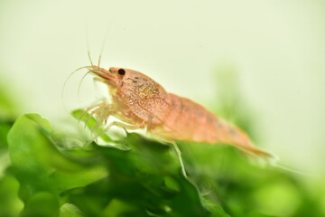 Schöne Caridina Garnelen im Aquarium