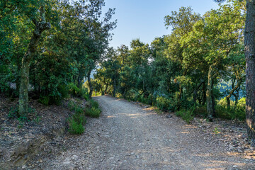 Dirt road in the forest near Girona.