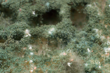 Obraz na płótnie Canvas Rhizopus (bread mold) is a genus of common saprophytic fungi, macro photo