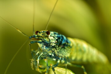 Schöne Caridina Garnelen im Aquarium