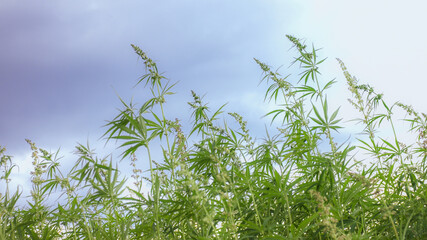 Cannabis or Hemp grows on the field. Farming for CBD products.