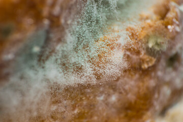 Rhizopus (bread mold) is a genus of common saprophytic fungi, macro photo