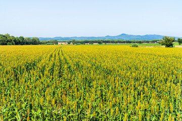 Crop field near Llagostera.