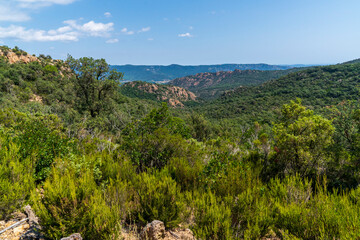 Views of the forest and the mountains in the 