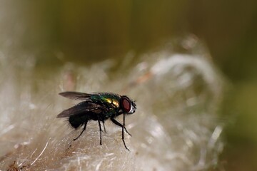 Common green bottle fly sitting on a fluff of herbs. Macro.
