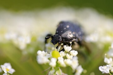 White spotted rose beetle on white flowers. Macro. Bokeh.