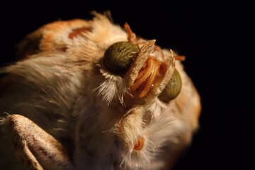 Mummy moth in high magnification. Black background. Macro.