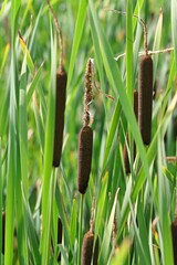 A close look at a group of cattail plants. High definition.