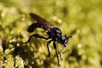 Violet black-legged robber fly sitting on a flowered herb. Macro.