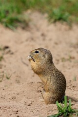 Naklejka na ściany i meble Side view of a standing ground squirrel holding something in its front paws.