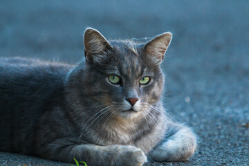 close-up photo of a beautiful blue cat domestic shorthair