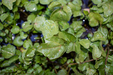 pared verde o pared de hojas verdes 