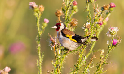 European Goldfinch, Carduelis carduelis. Early morning bird sits on a stalk of the plant and eats seeds