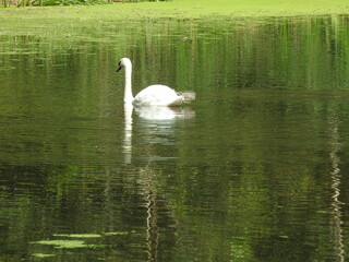 swan on the lake