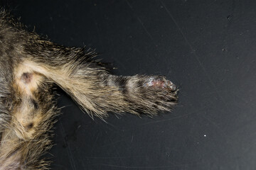 photo of a kitten with the back leg and tail destroyed, before surgery