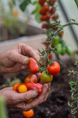 Closeup of hands holding cherry tomatoes in a greenhouse on a late afternoon
