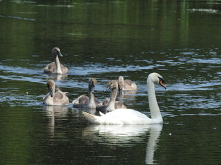 swans on the lake