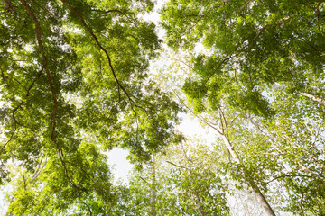 green leaves in the forest