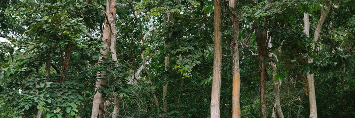 Fototapeta premium green tree forest background 