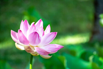 Fototapeta premium pink lotus flower in the garden on a green background