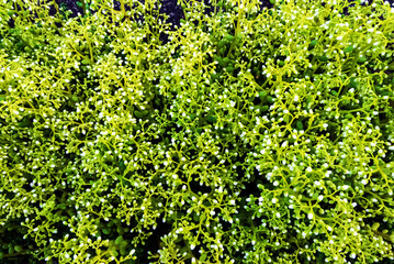 ornamental moss buds