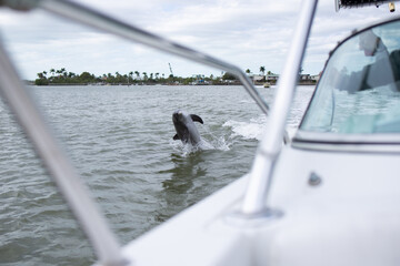 dolphin swimming on the wake of the boat in Exploring Marco Island 10000 ten thousand islands...