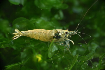 Schöne Caridina Garnelen im Aquarium