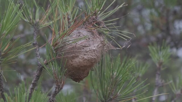 Detail of a nest of the processionary pine caterpillar in a Mediterranean pine tree on a hot sunny day.