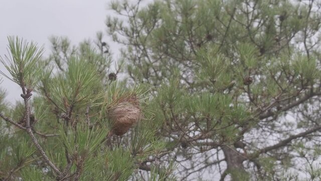 Detail of a nest of the processionary pine caterpillar in a Mediterranean pine tree on a hot sunny day.