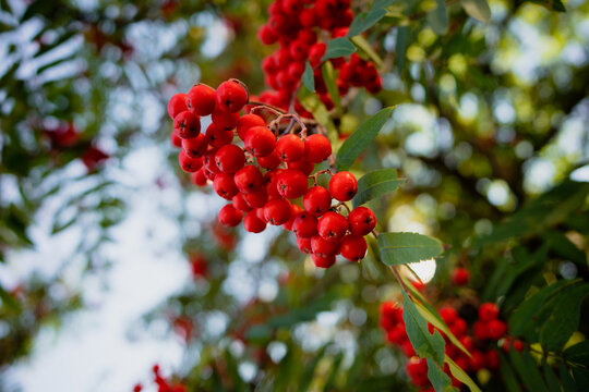 Red berries growing on a tree