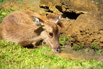 Roe deer in a botanical garden in Mauritius