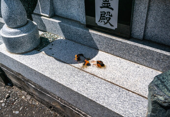 信州の盆　かんば焚き