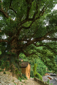 Yangjiatang old village in the middle of the mountains in Songyang County,  Zhejiang Province, China.