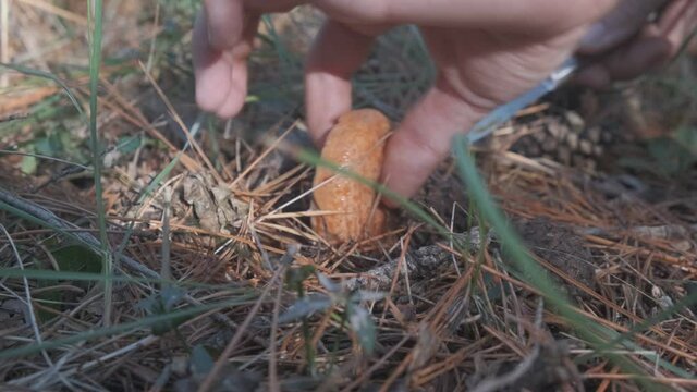 Person collecting an orange niscalo mushroom and cutting the base, on the forest ground in the middle of the mountain with pine leaves with brown, in Spain