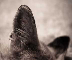 Close up of wolf ears in the zoo.