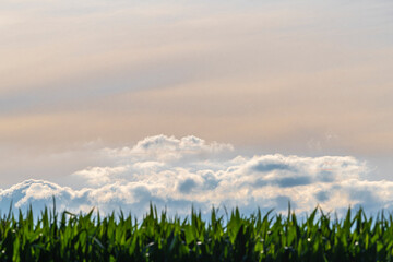 Beautiful abstract evening skies above a corn field as a background photo.