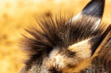 Close-up of donkey ears at the zoo.