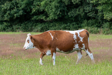 Fototapeta na wymiar Frisian red-and-white Dutch cow.