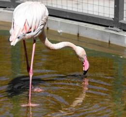 Pink flamingos at the zoo.