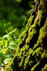 moss on a tree trunk macro photo