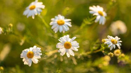 Beautiful white chamomile flowers in the park.