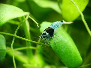 Schöne Caridina Garnelen im Aquarium